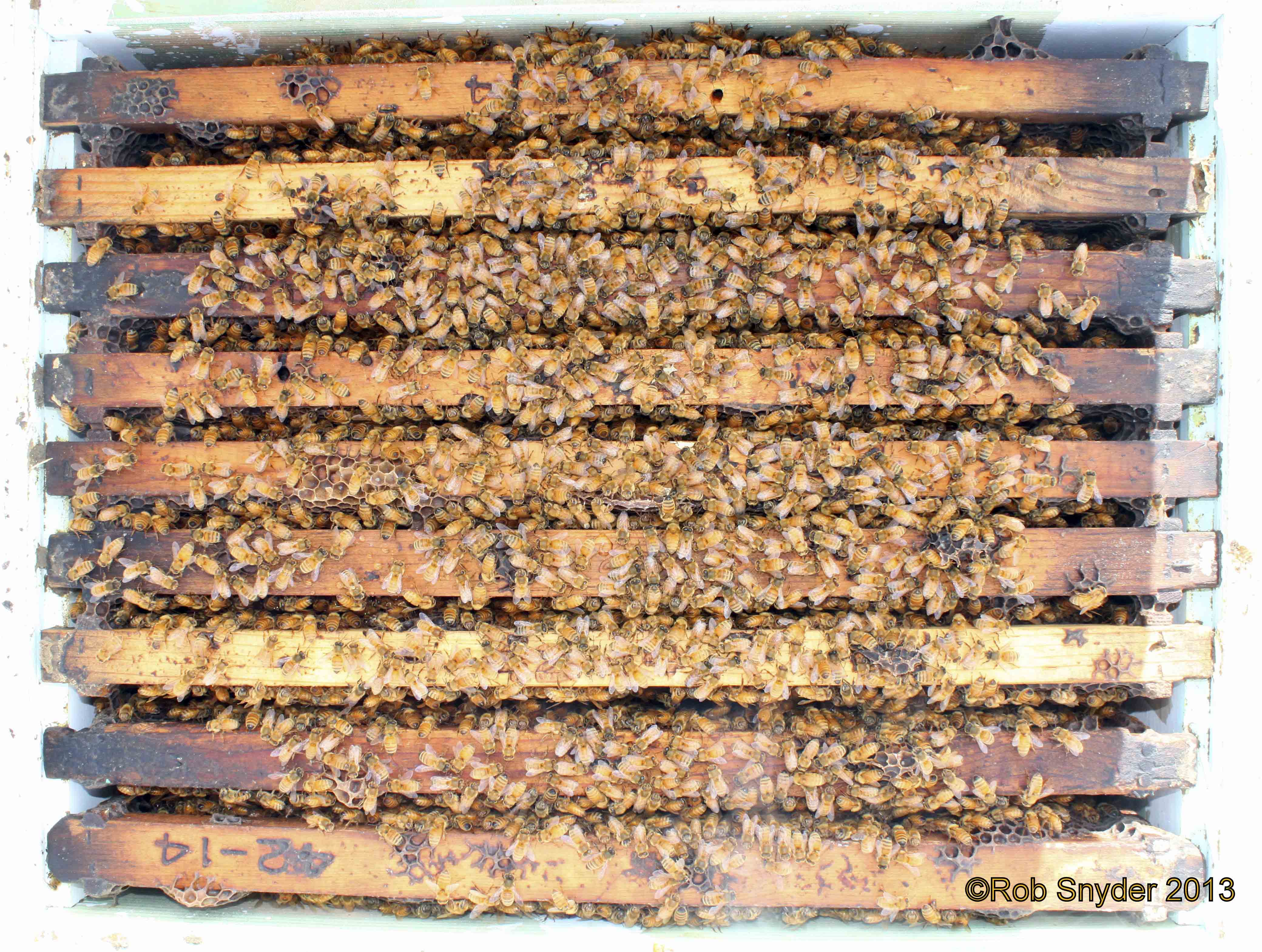 Proper bee spacing of nine drawn comb frames om a 10-frame box; this convention makes removal and inspection of frames easy; photo by Robert Snyder