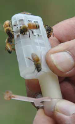 Queen in JZBZ queen cage; photo by The BeeMD photo collection