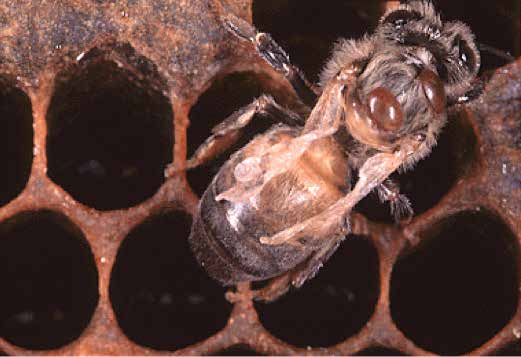 Worker adult with two mites on thorax and non-expanded wings owing to DWV; photo by 