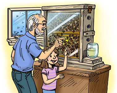 Observation bee hive admirers; drawing by Lela Dowling
