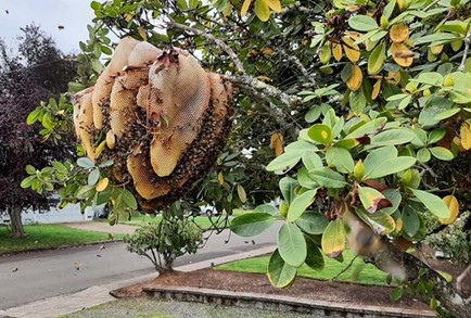 Natural nest in a tree; transfer to a standard hive would be difficult; photo by Brian McGinley