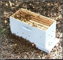 5-frame nuc colony; photo by Dewey M. Caron