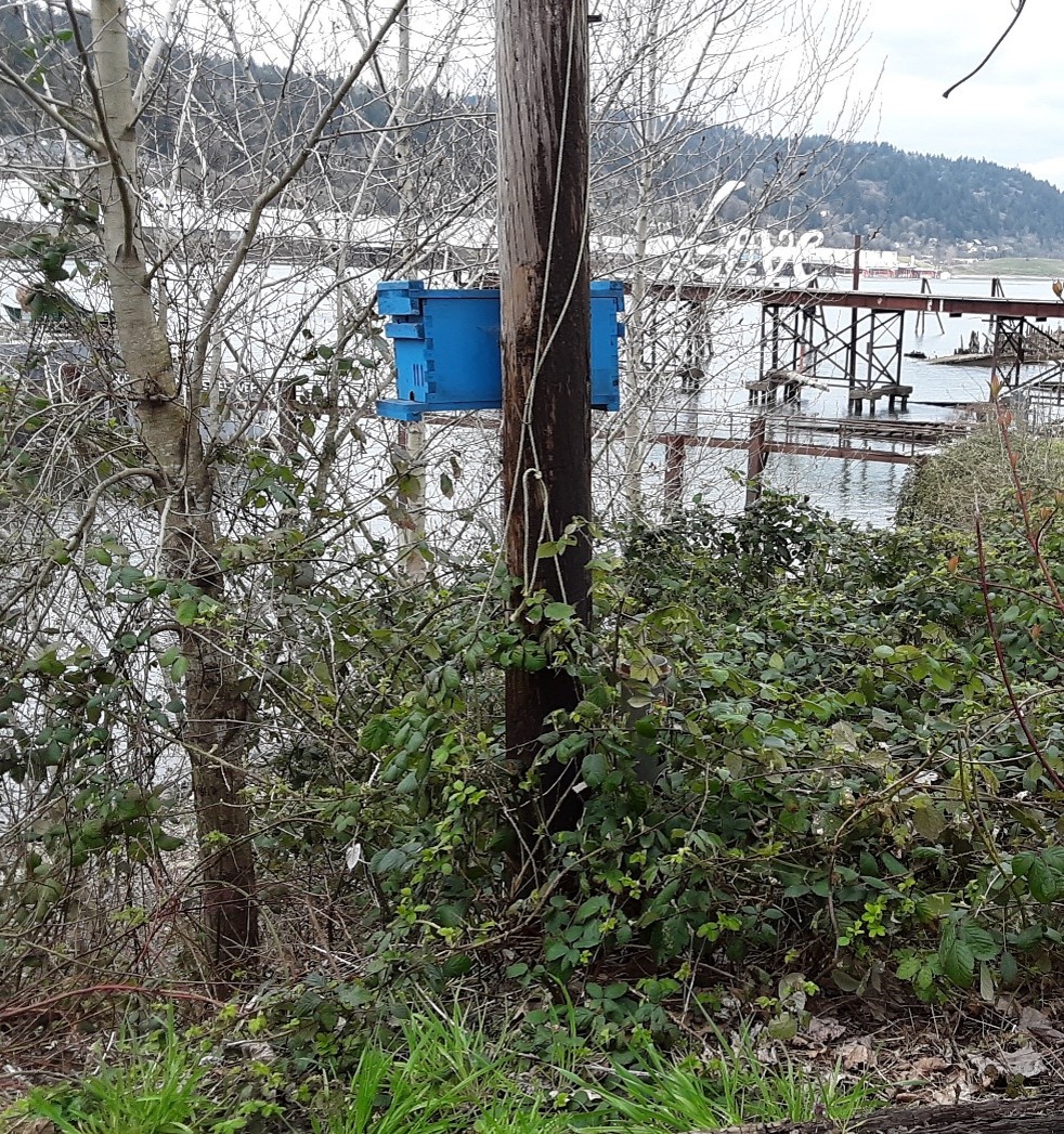 Using a nuc box baited with a single aged drawn comb as a swarm bait box; photo by Dewey M. Caron