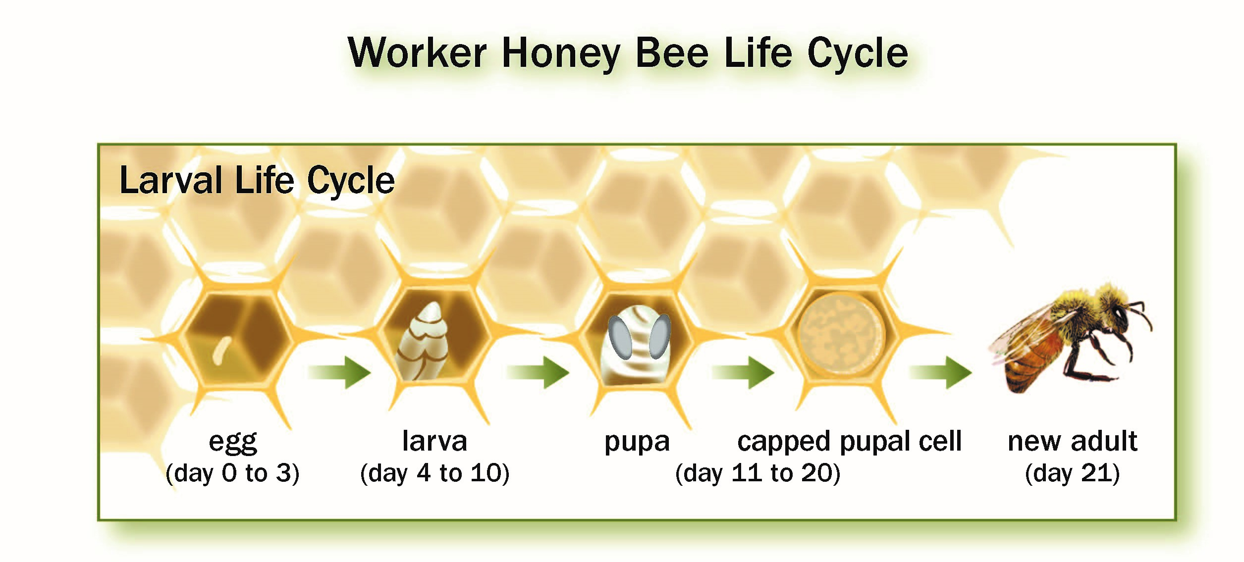 Three stages of worker brood; illustration by Margarita Meyer