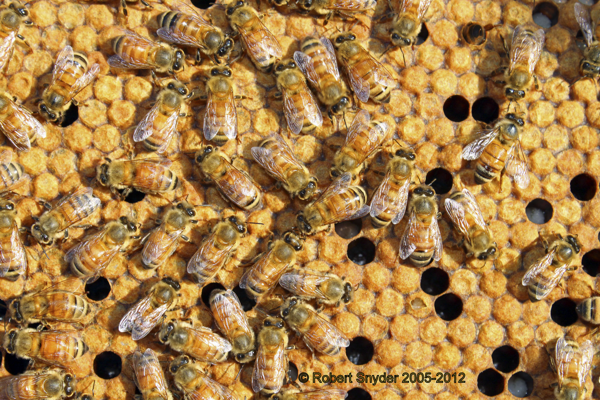 Worker adults covering brood, though there’s an inadequate number to keep brood at proper temperature; photo by Rob Snyder