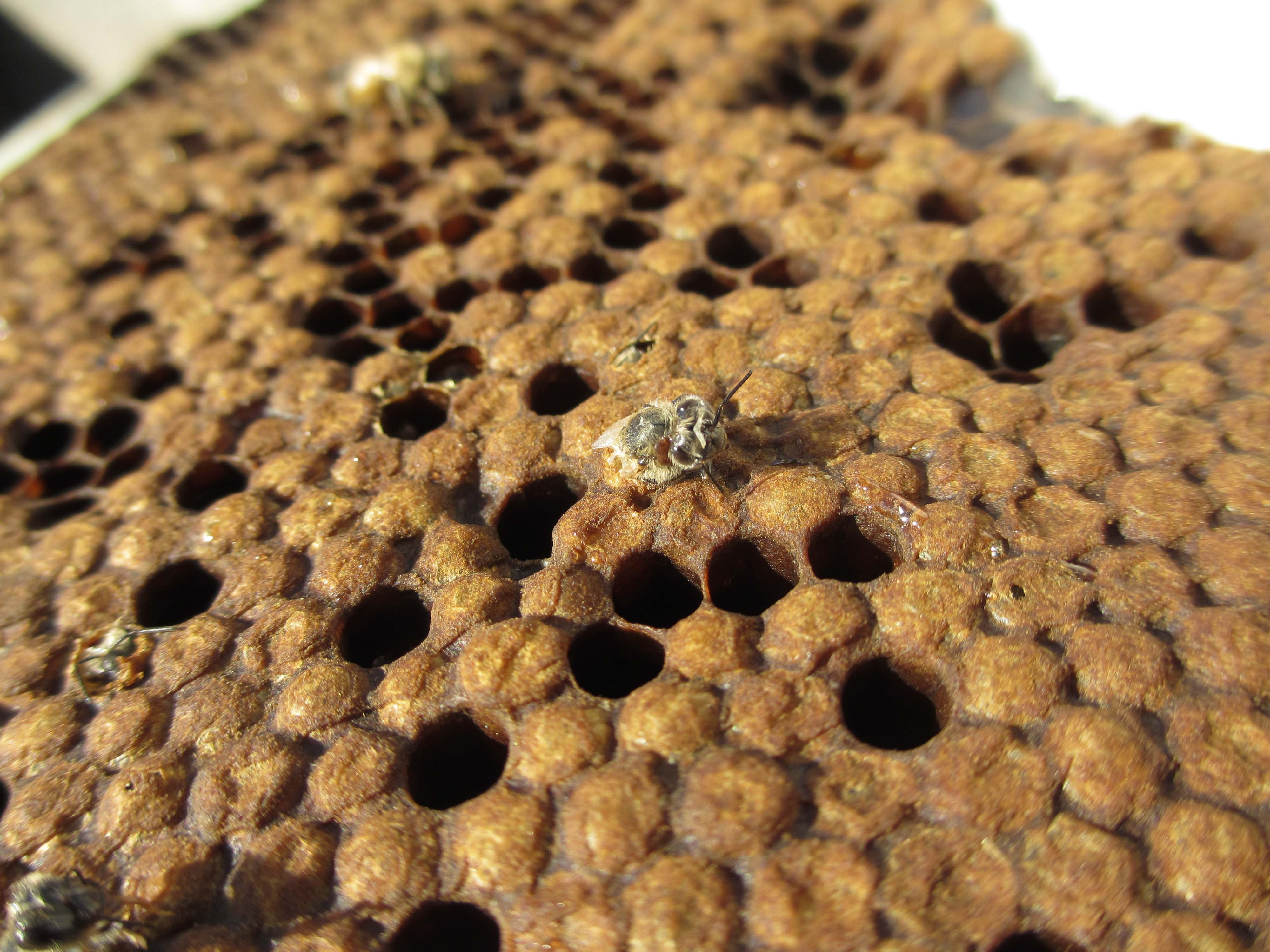 Adult bee emerging from cell; photo by The BeeMD photo collection