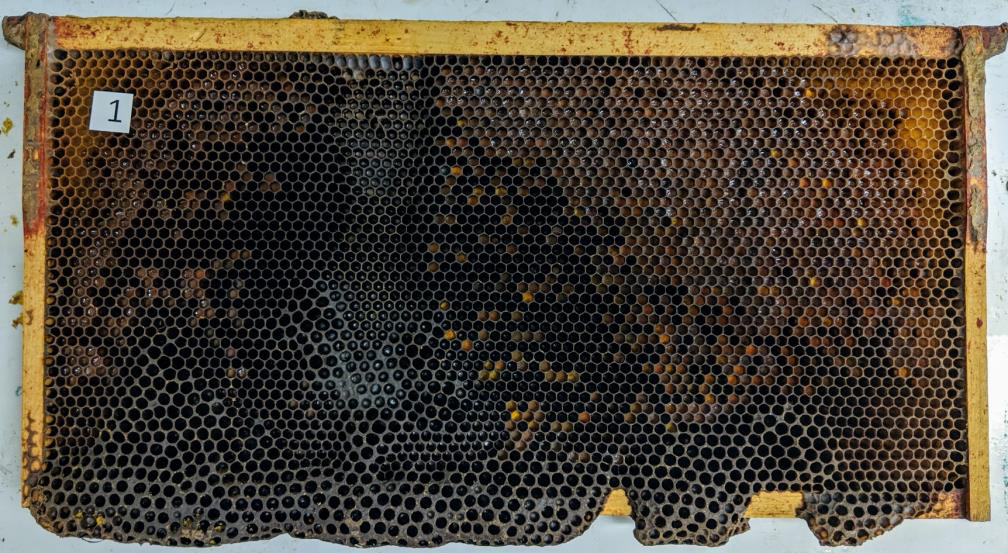 Dark aged comb to cull; photo by Dewey M. Caron