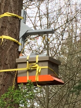 Bait hive suspended from a tree; photo by Chris Corich