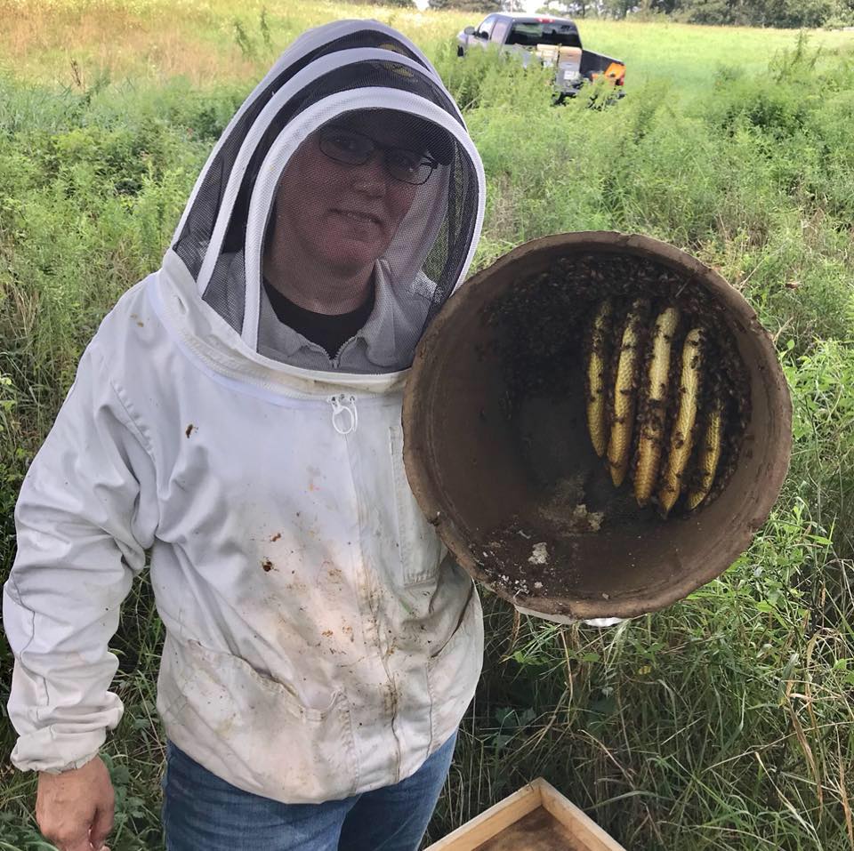 Bait hive capture in corrugated flower pot; note parallel beeswax combs; photo by Robyn Underwood