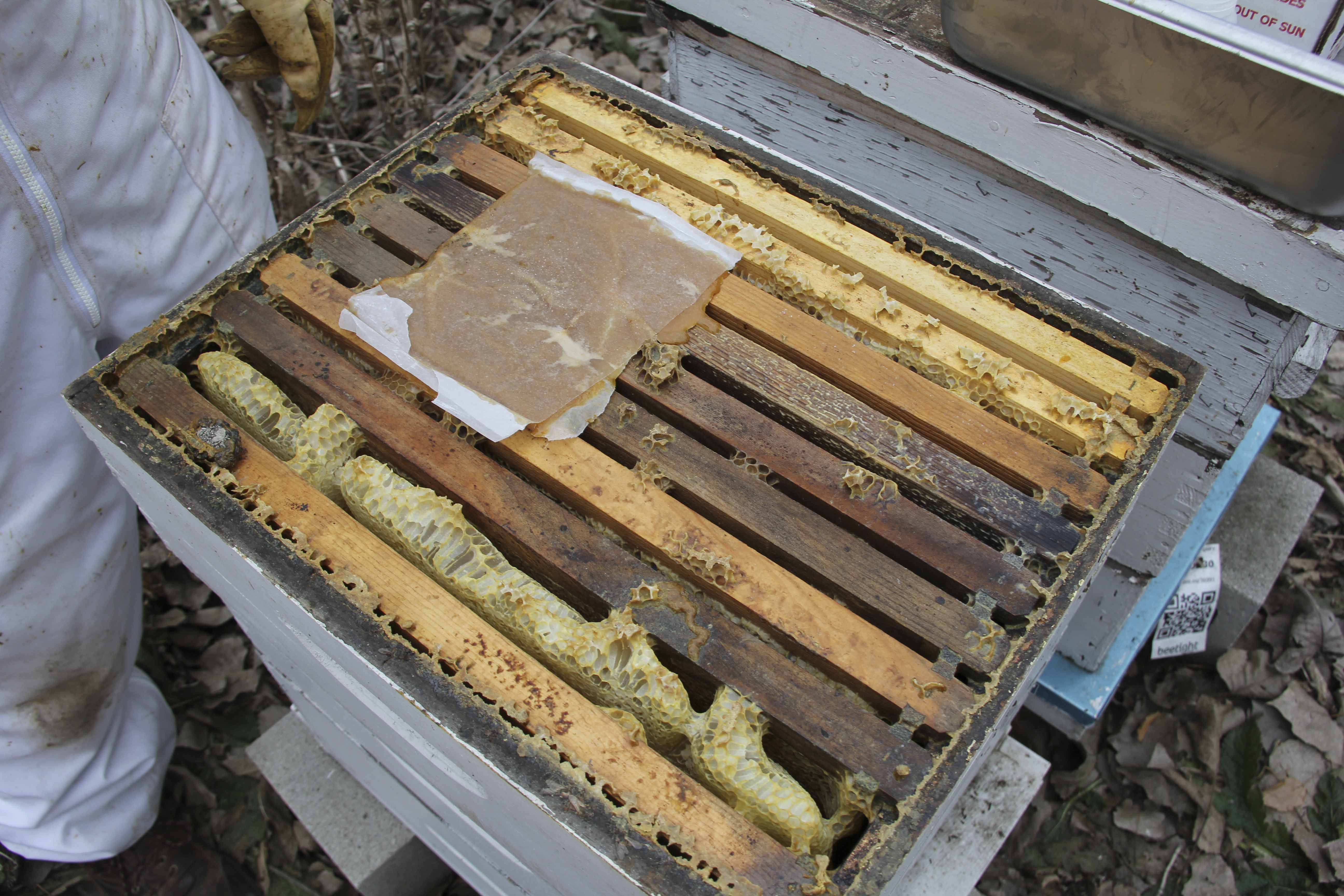 Bee space with frame (second from left) left out by mistake; colony with supplemental protein patty; photo by The BeeMD photo collection