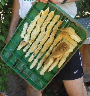 Parallel bee comb illustrating bee space built from cover of water meter box; photo by Dewey M. Caron