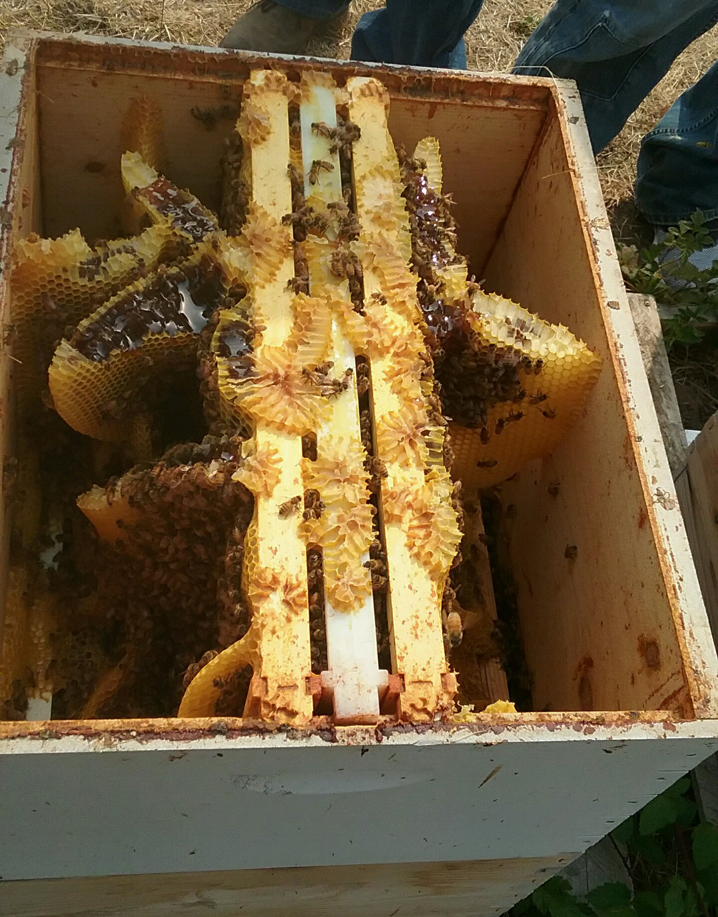 Bees building cross comb in a box lacking frames; photo by The BeeMD photo collection