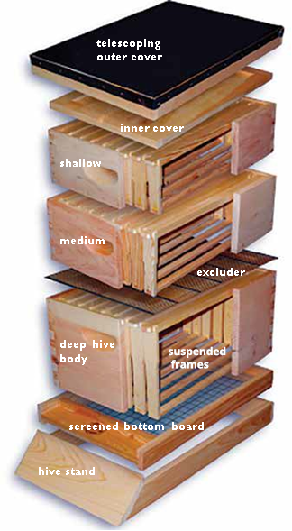 Expanded view showing parts of a standard bee hive; illustration courtesy of Brushy Bee Supply 