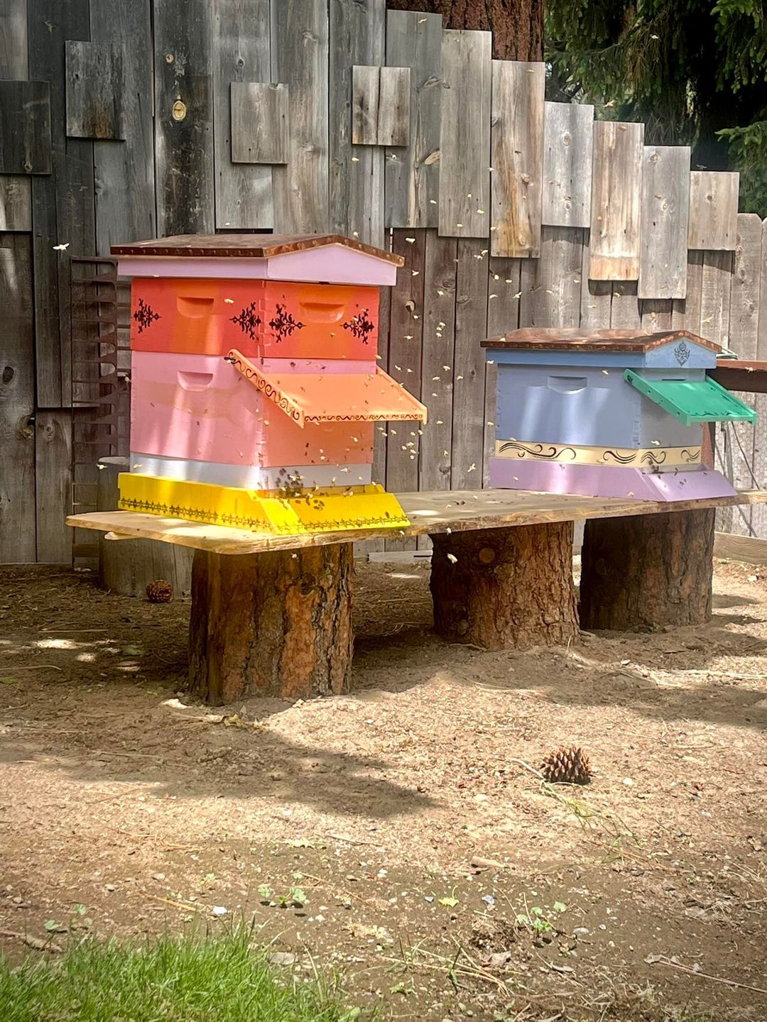 Fall colonies; note reduced entrances and slatted rack below the brood boxes; colonies have rain shield above entrance; photo by Dewey M. Caron