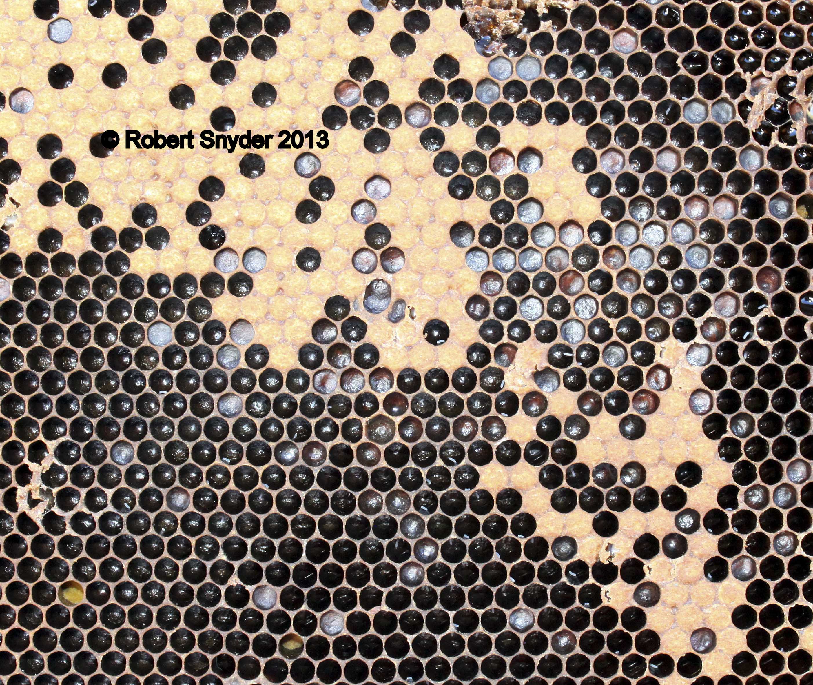 Mixed brood; open cells with larvae and capped pupae; photo by Rob Snyder