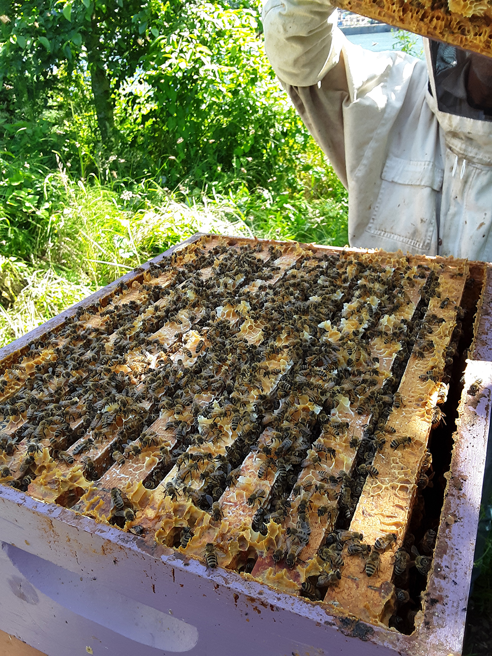 Burr comb on top bars when box above it was removed. The whiting is new comb built with strong nectar flow; photo by The BeeMD photo collection