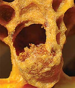 Hole chewed in queen cell, thus halting queen development; photo by Larry J. Connor