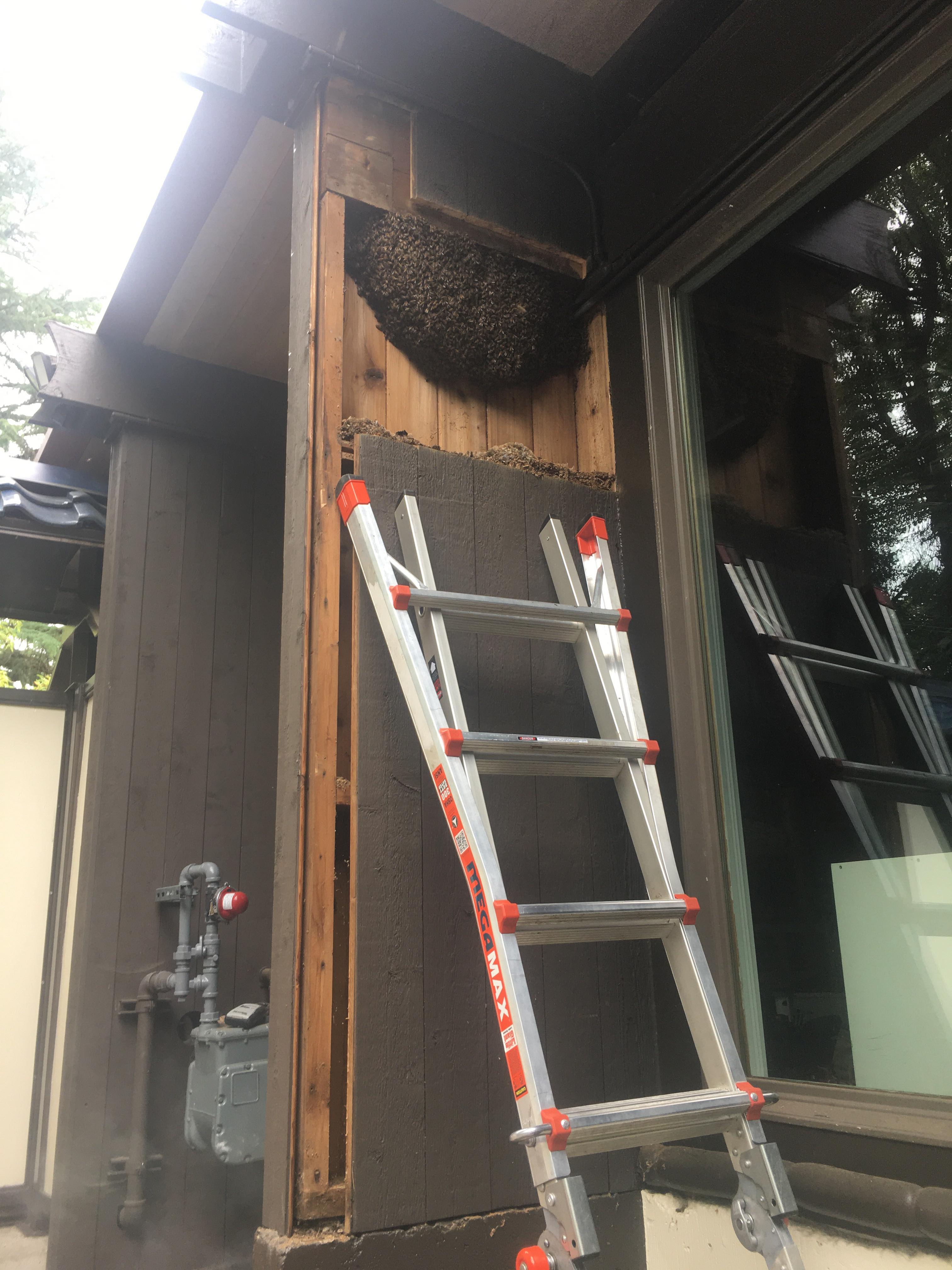 Bees exposed in wall void ready to be transferred to hive
