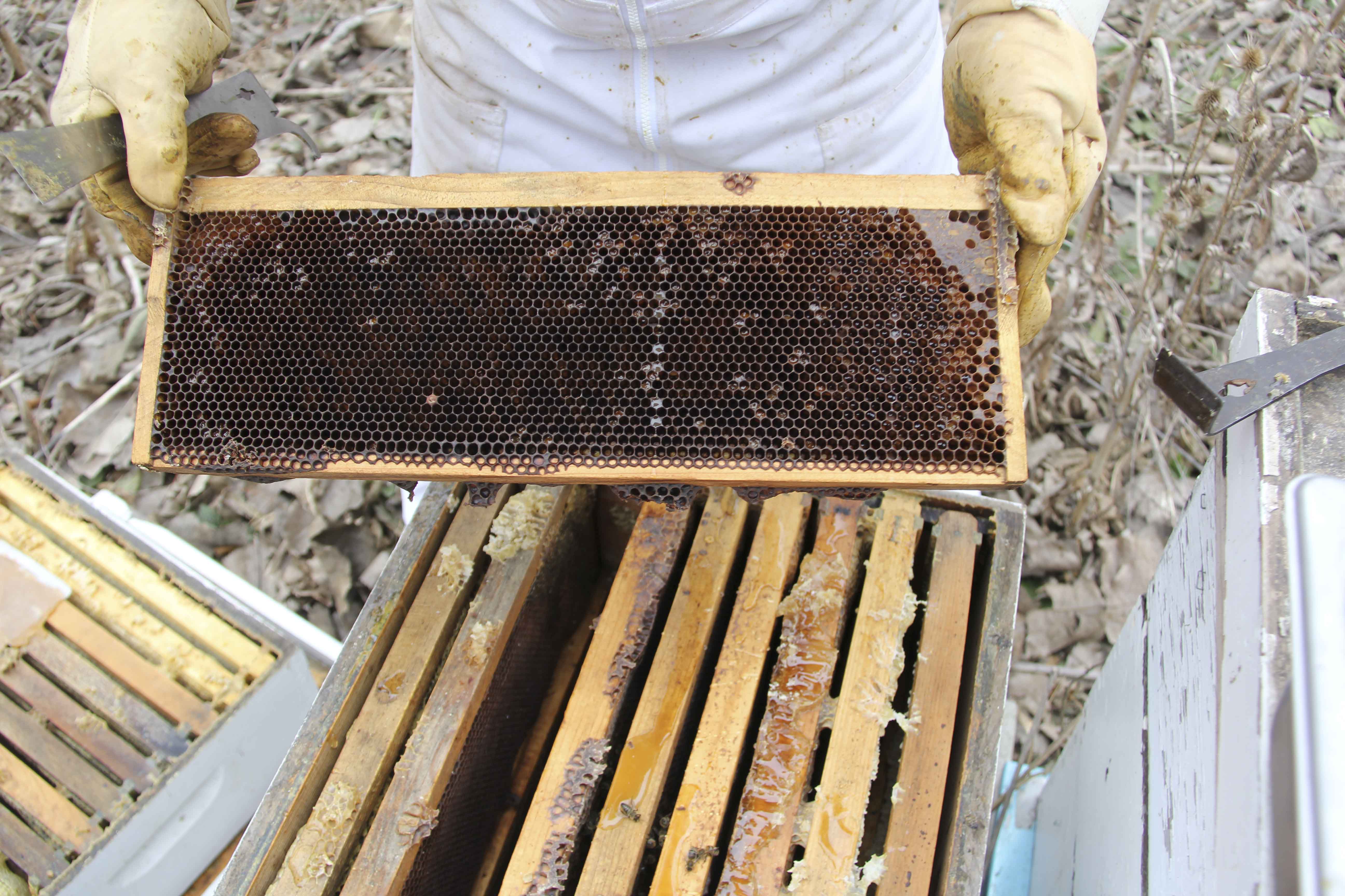 Dark aged comb to cull; photo by Dewey M. Caron