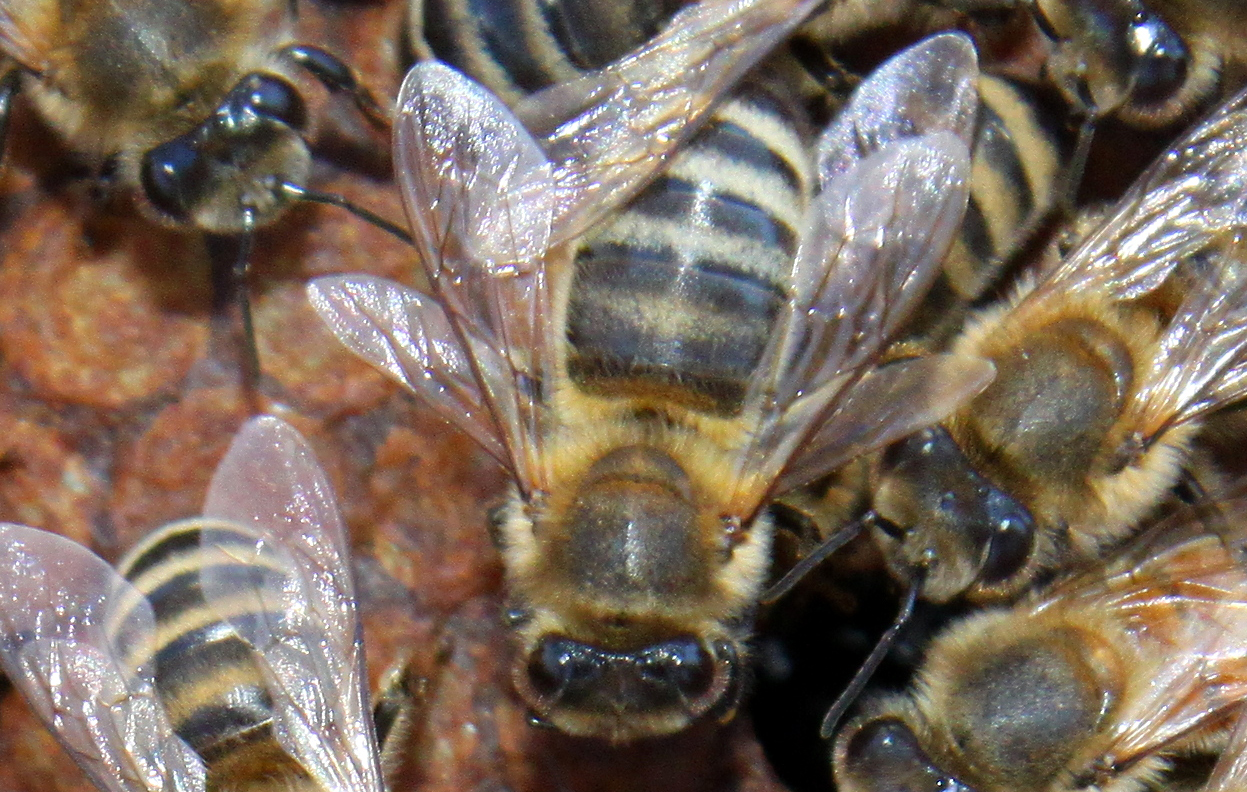 Darkly colored worker adult; photo by The BeeMD photo collection