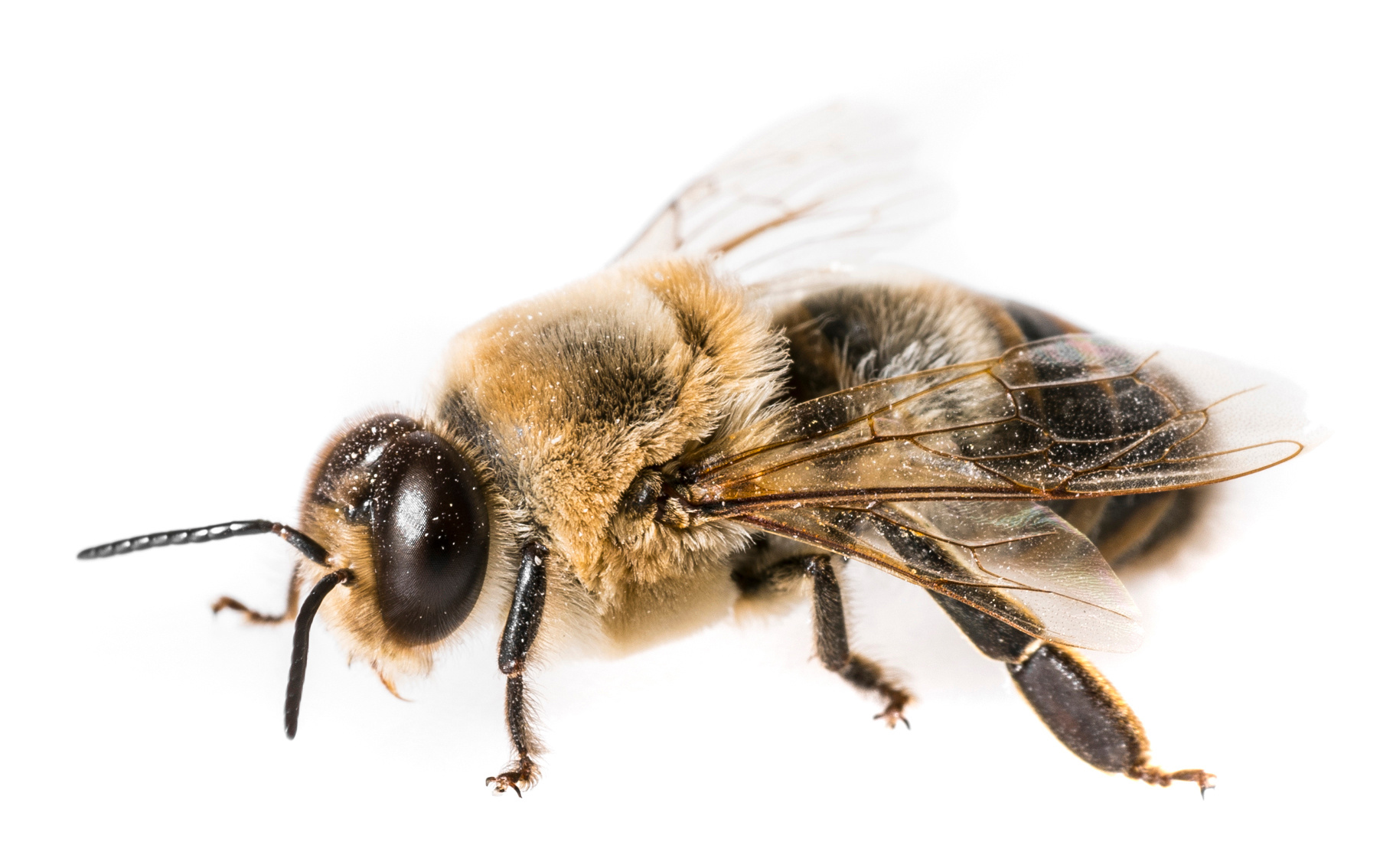 Drone adult; photo by Vera Kuttelvaserova, stock.adobe.com