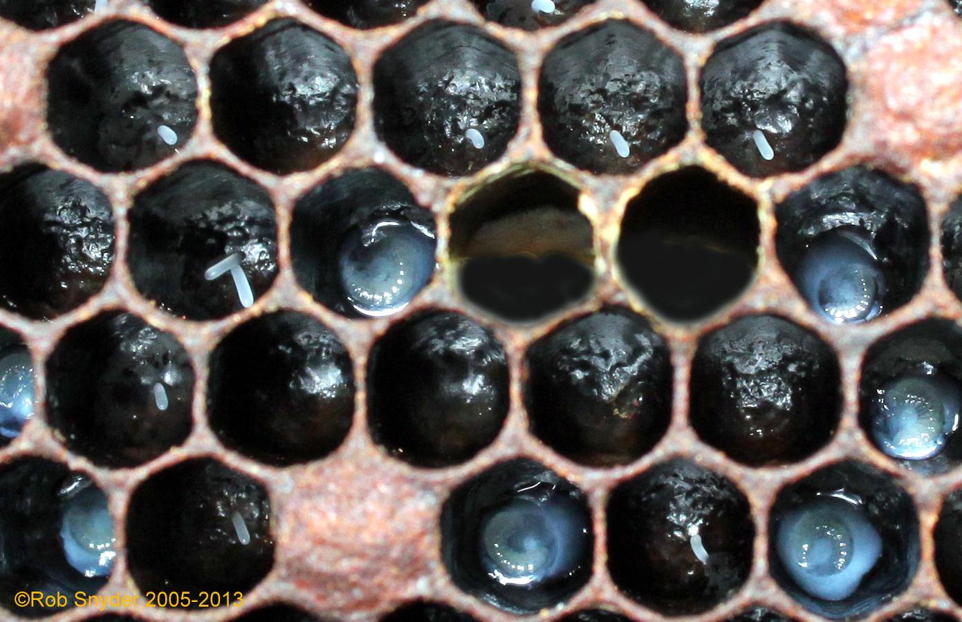 Open worker brood; some cells contain one egg, one has two eggs, and some have first instar larvae; photo by Robert Snyder