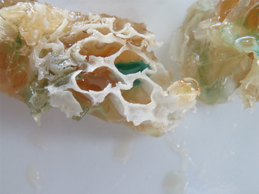 Ripening green-colored honey, source unknown; it’s not floral nectar; photo by Dewey M. Caron