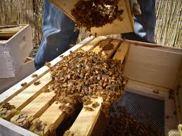 Shaking bees from package onto the positioned queen cage; photo by The BeeMD photo collection
