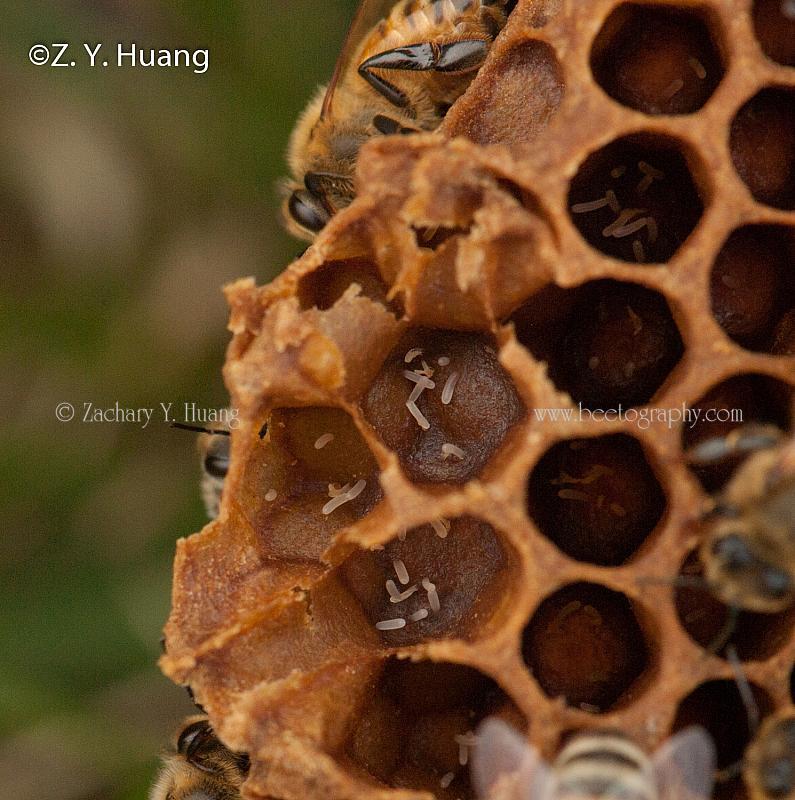 Laying workers and multiple eggs in cells; photo by Zachary Huang, beetography.com