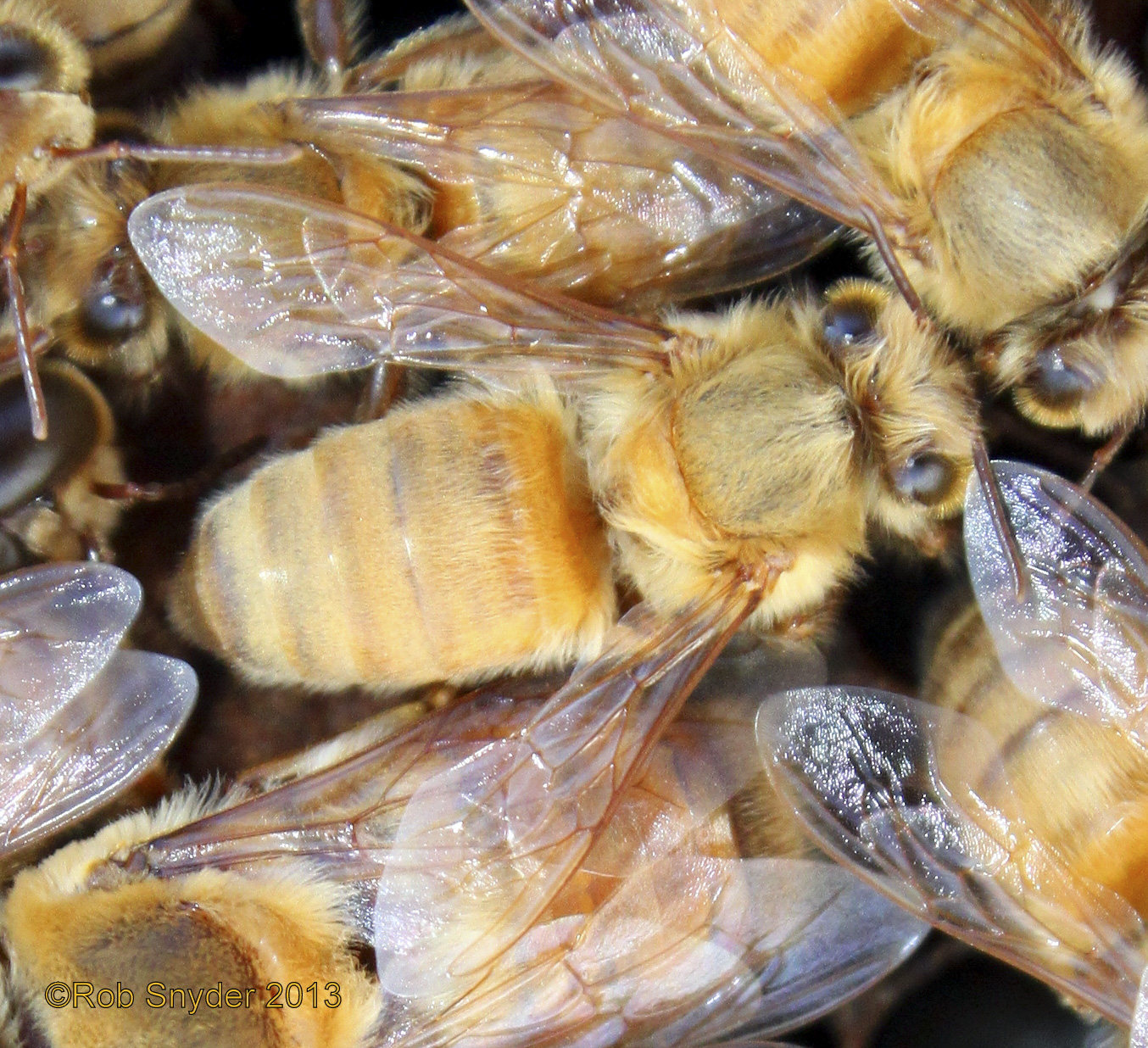 Light colored worker bee with unusual eyes (cause unknown); photo by Robert Snyder