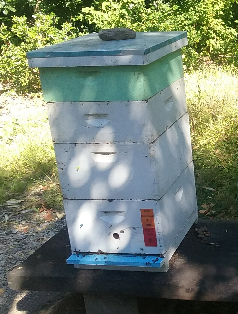 Langstroth hive of two standard deep brood boxes and two medium supers; photo by Dewey Caron