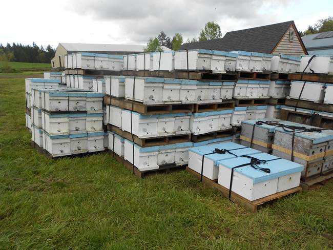 5-frame nucs ready for sale; photo by Dewey M. Caron