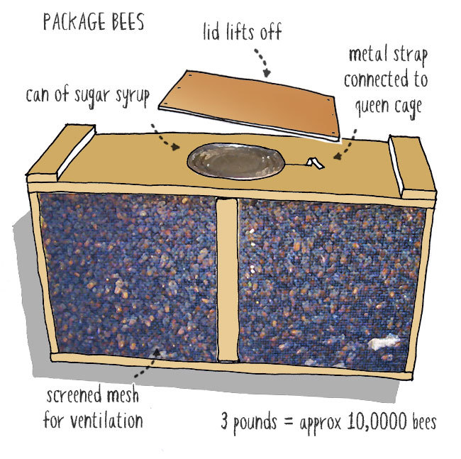 Diagram of package bees; photo by Beekeeping Insider