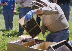 Installing package bees; photo by Lawrence John Connor
