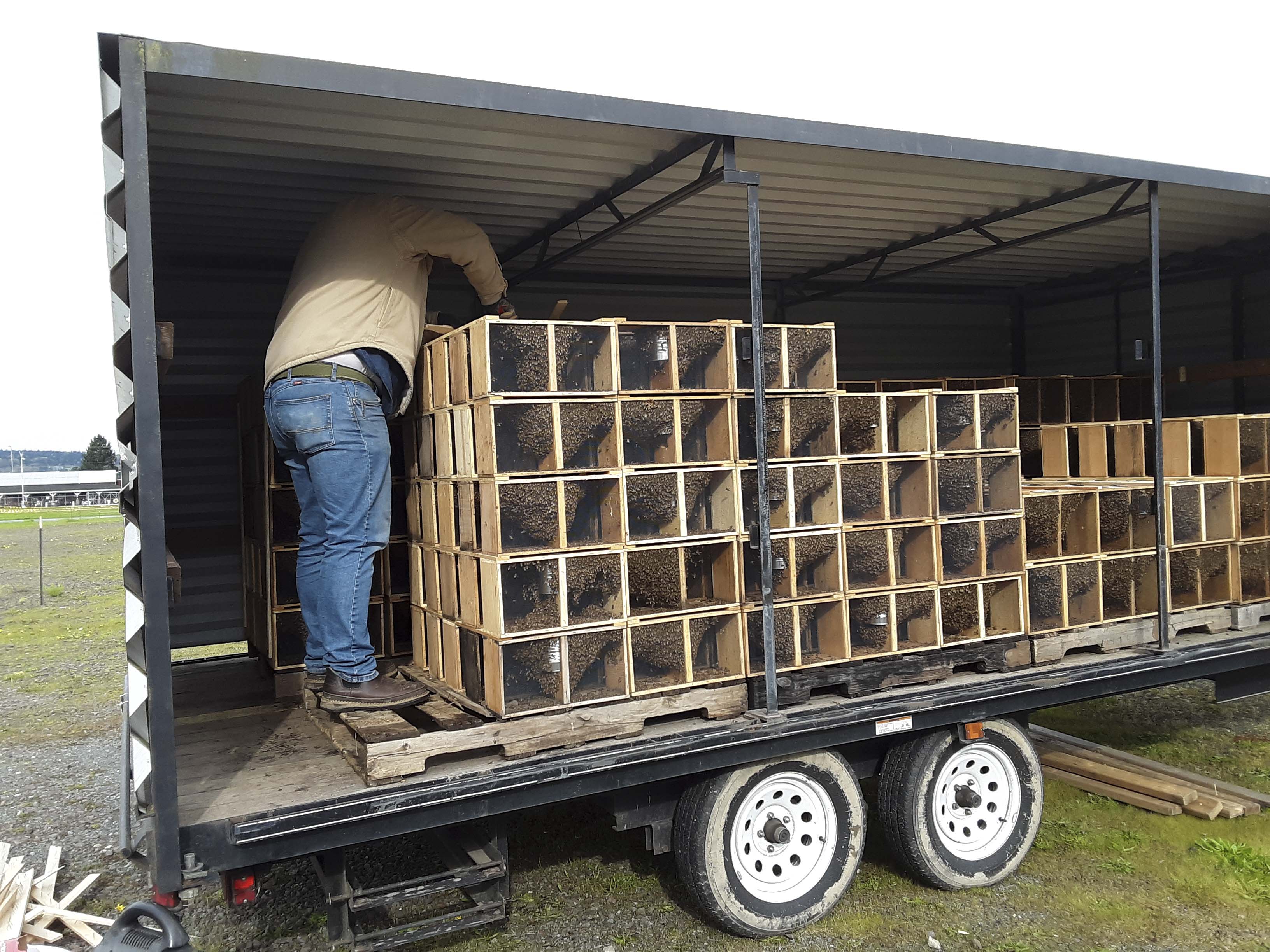 Packaged bee delivery day; photo by Dewey M. Caron