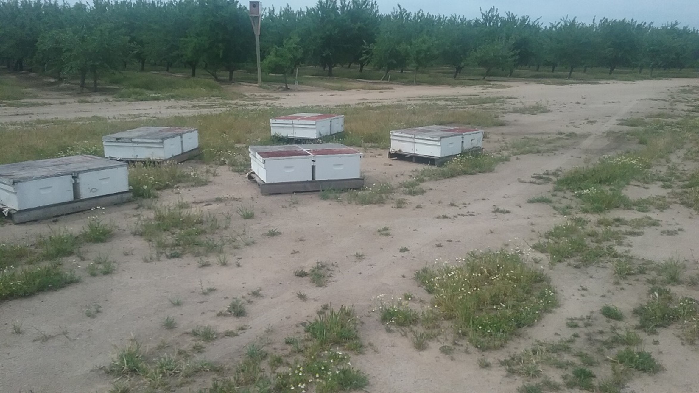 Rural apiary site away from owner's residence; photo by Dewey M. Caron