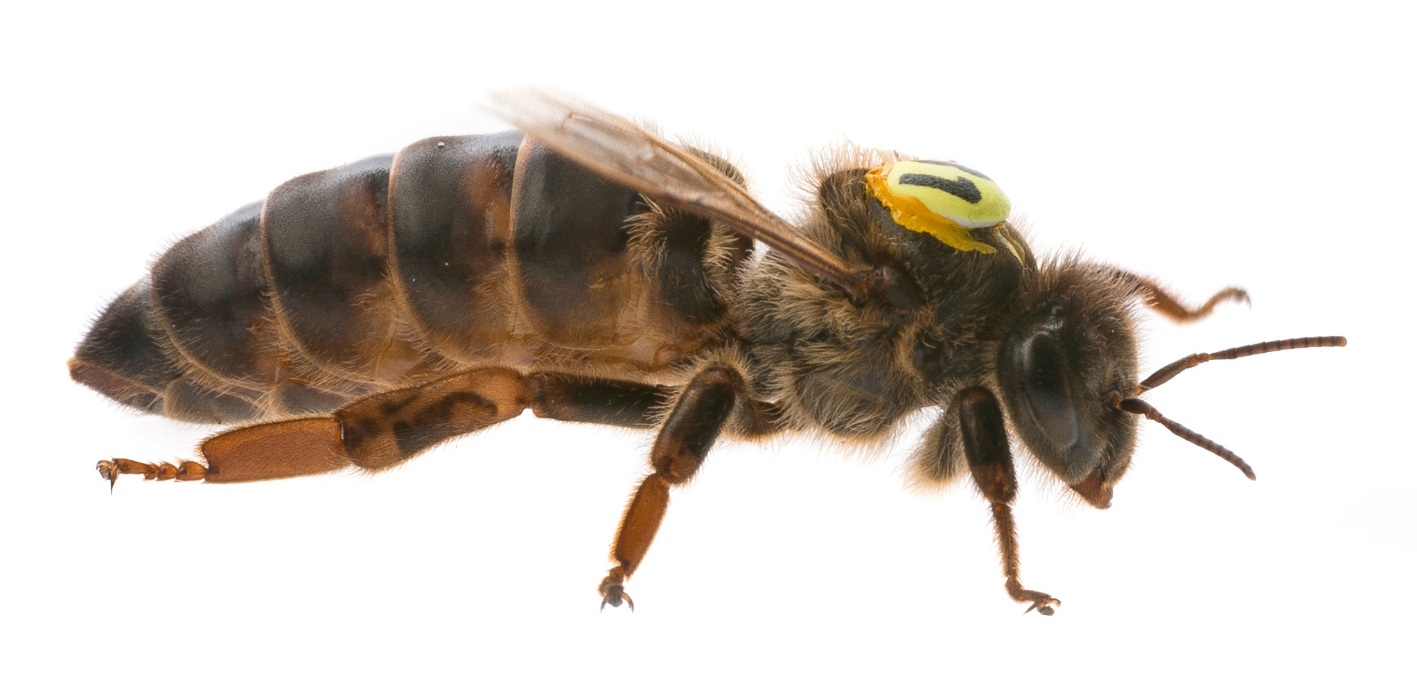 Adult queen; photo by Vera Kuttelvaserova, stock.adobe.com