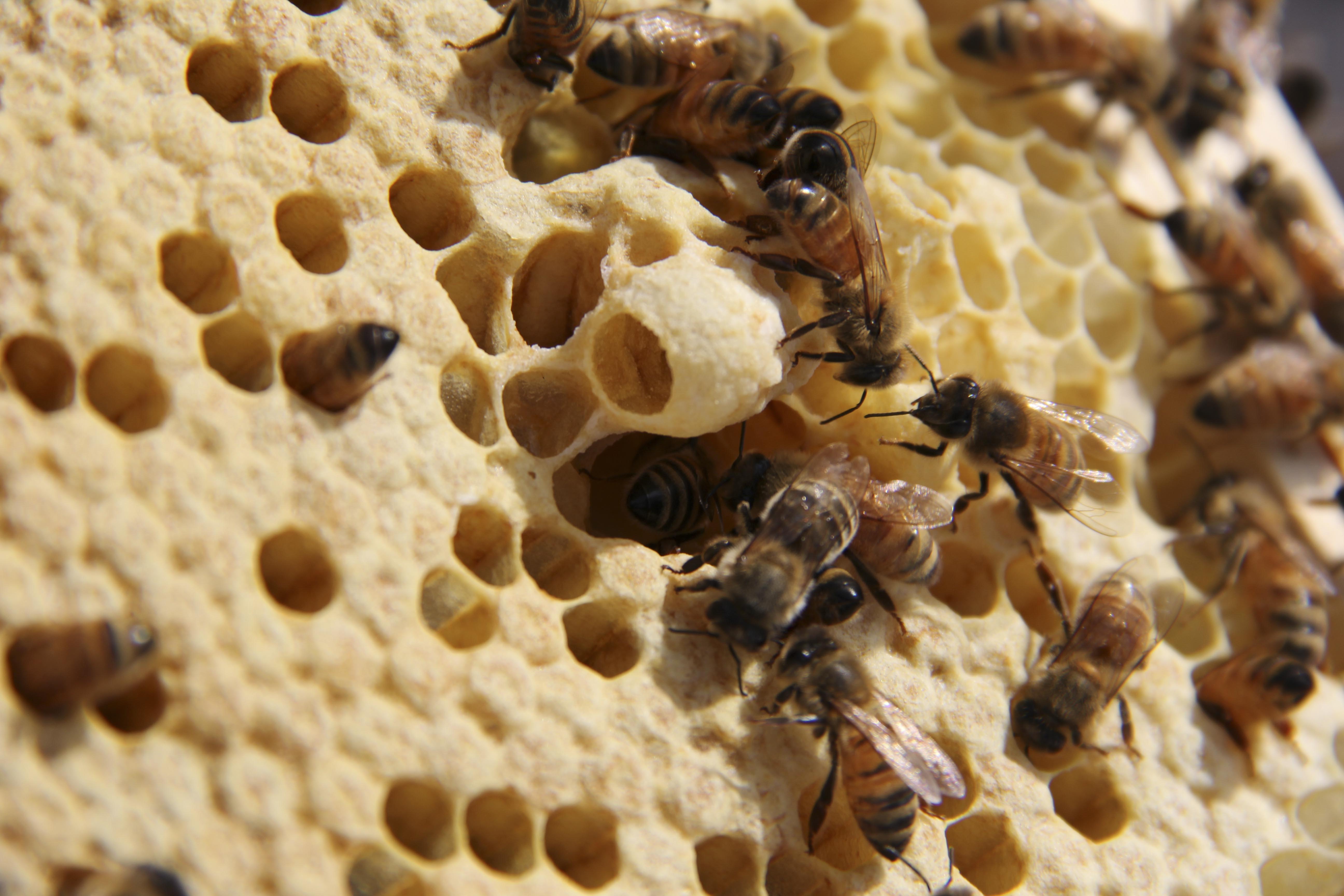 Queen cup; photo by The BeeMD photo collection