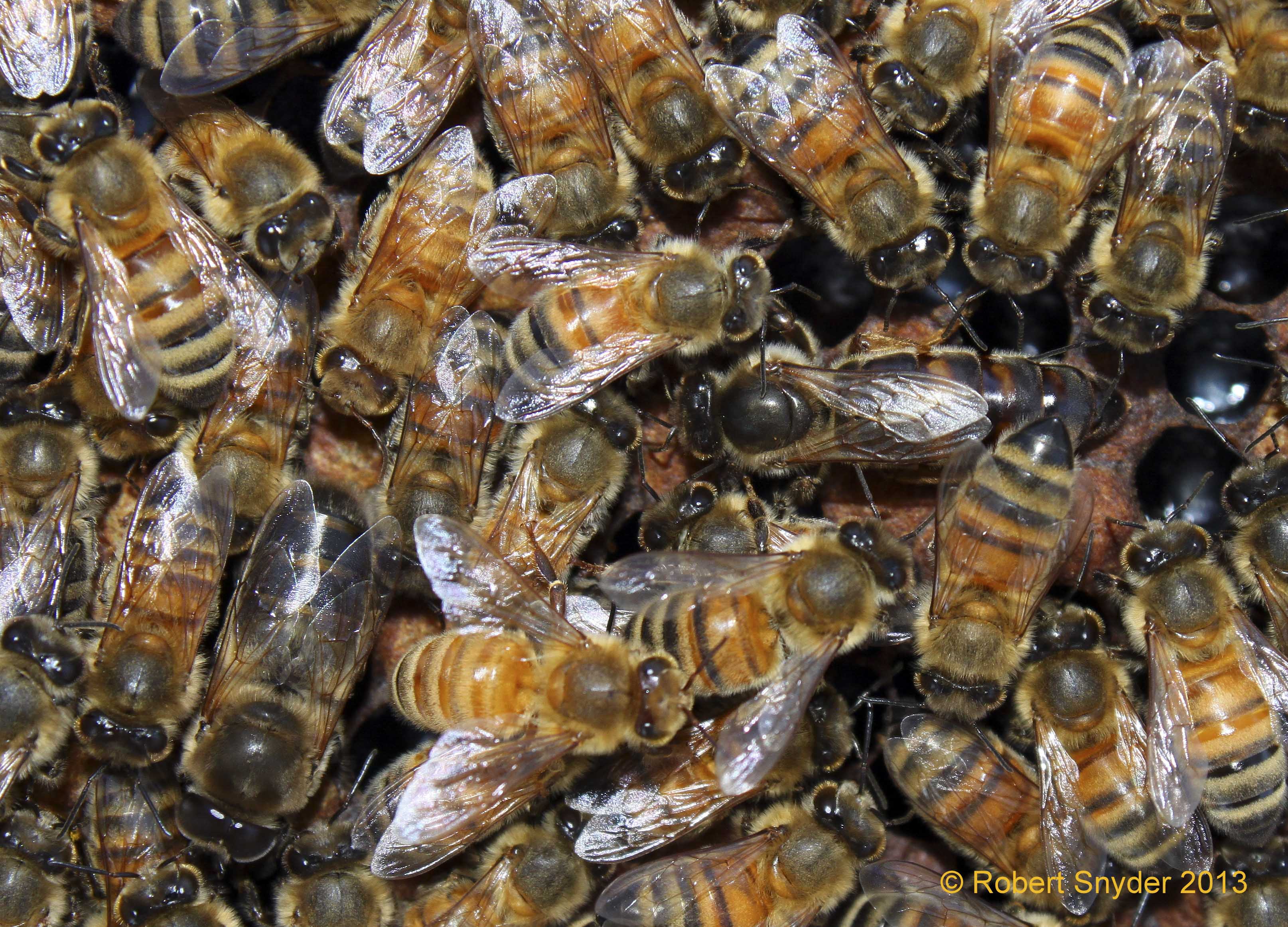 Darkly colored queen; photo by Robert Snyder
