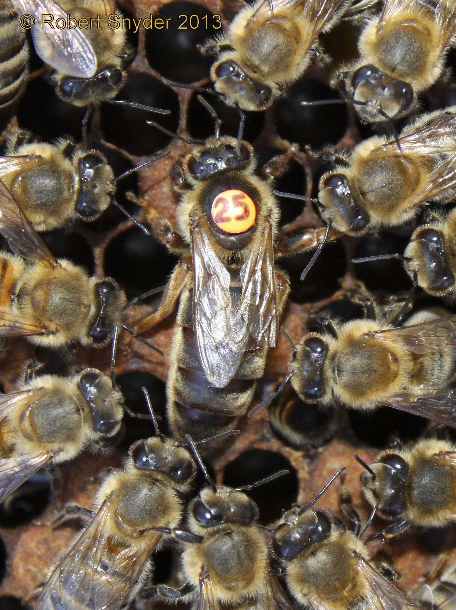 Queen marked with number disc (25); note clipped queen wing on right side; this is not an injury but an alternative marking technique; photo by Robert Snyder
