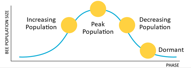 Bee population size versus seasonality phase diagram 