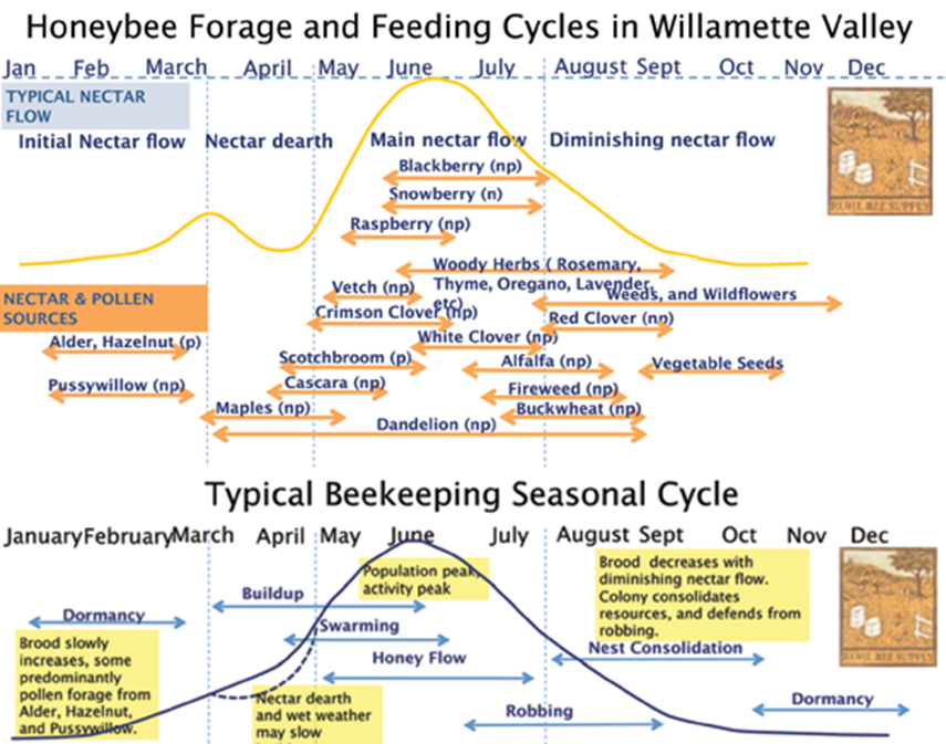 Yearly seasonal cycles for both honey bee forage and feeding and for beekeeping; illustration by George Hansen