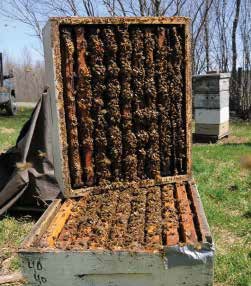 Strong colony in spring; photo by Michael Palmer
