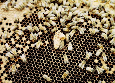 Capped supersedure cell (left) and empty queen cup (right); photo by Dewey M. Caron