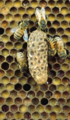 Capped queen cell; placement and summer occurrence would indicate supersedure cell; photo by Dewey M. Caron