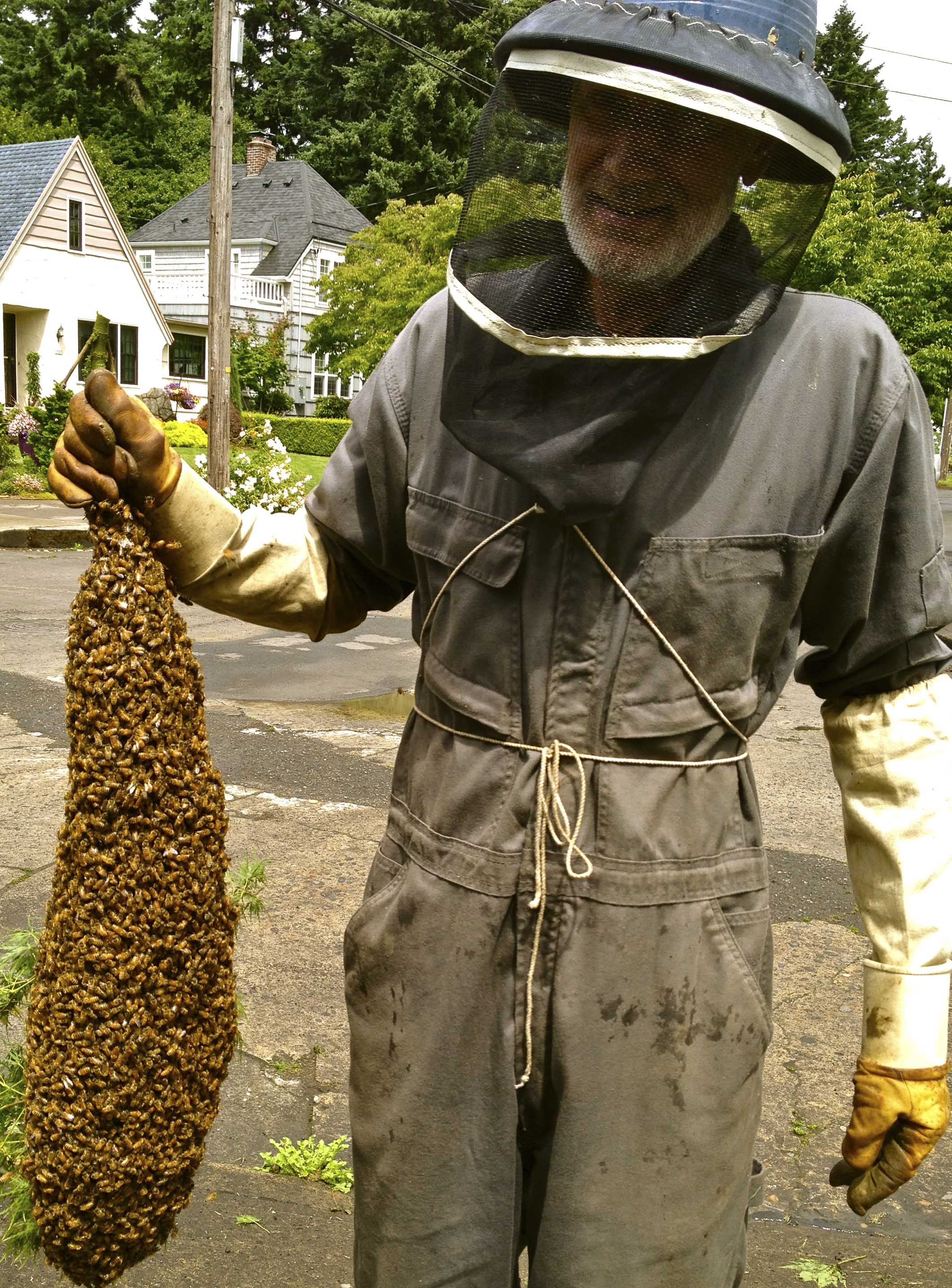 Swarm capture by beekeeper; photo by Dewey M. Caron