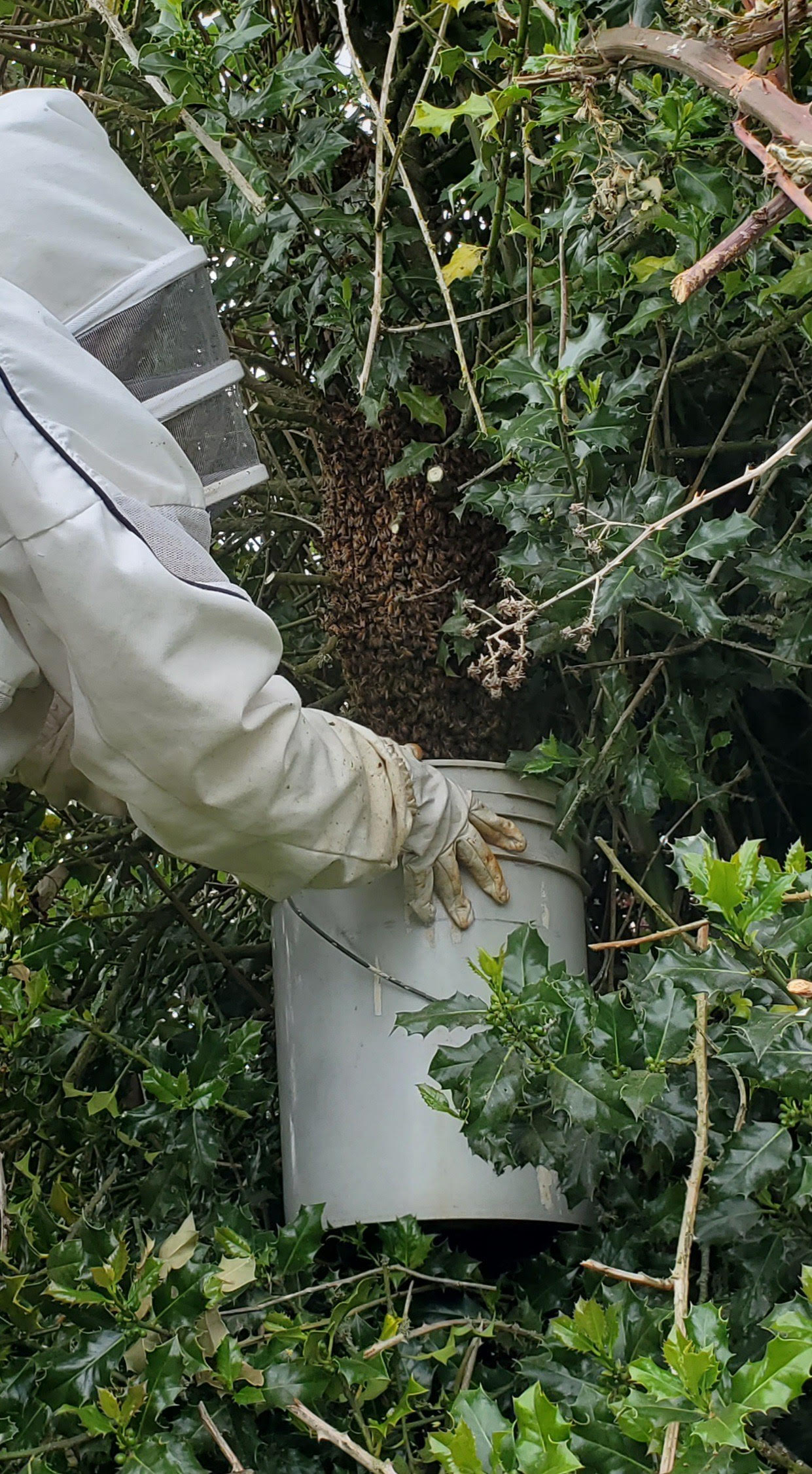 Some swarms are more difficult to capture, such as this one in a holly tree; photo by Elaine Timm
