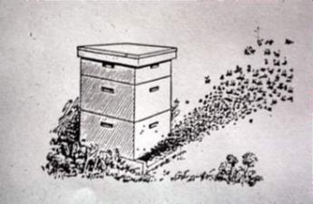 Illustration of swarm leaving a colony; illustration by Honey Bee Biology and Beekeeping