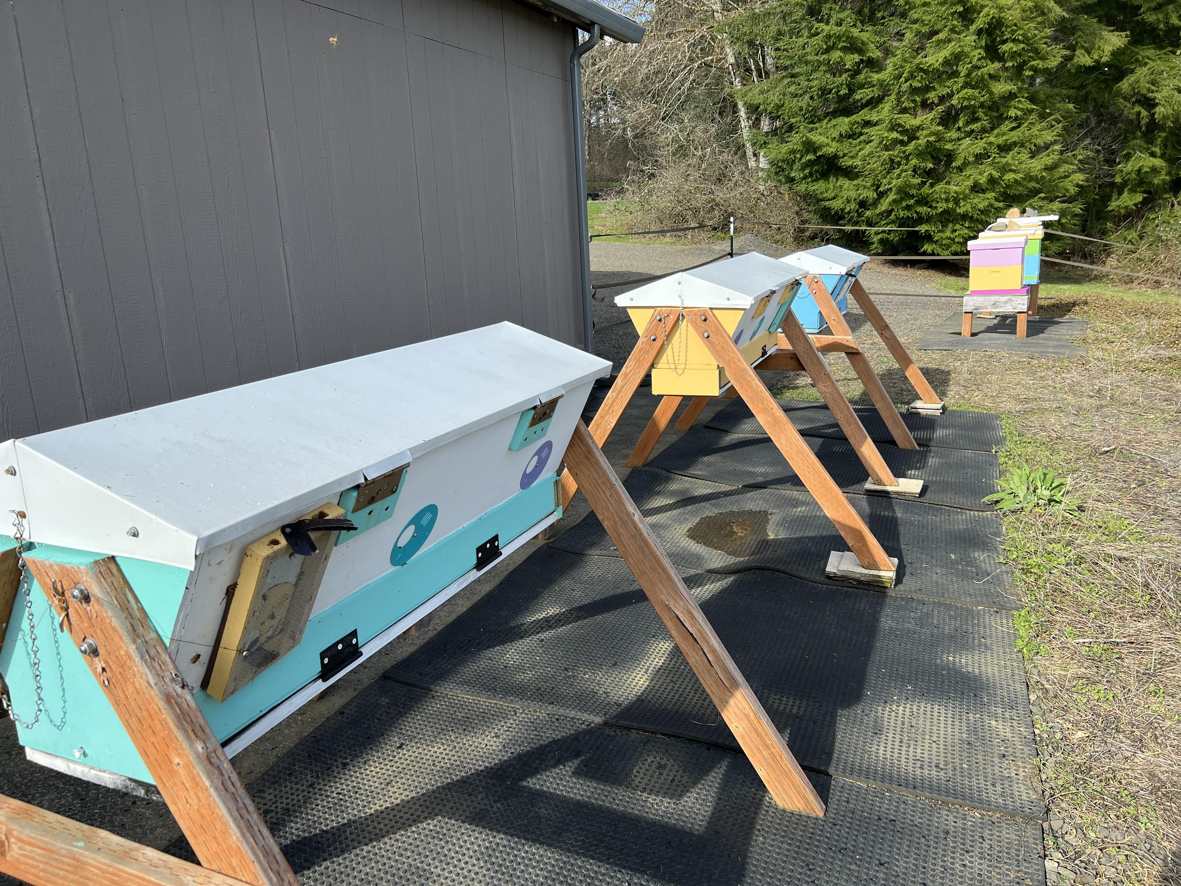 Several top bar hives with standard hives in the distance; photo by Dewey M. Caron