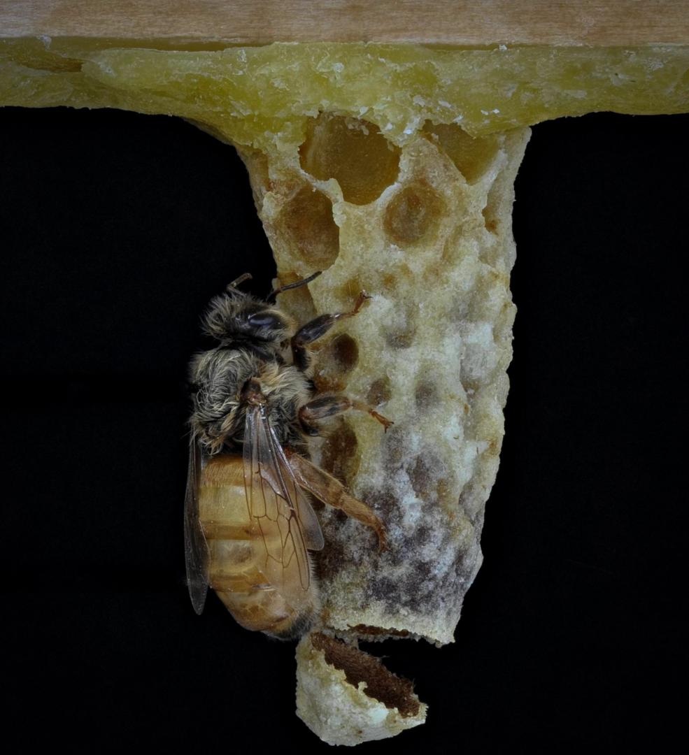 Successful queen emergence shown via the tip of the cell; photo by Dan Borkoski